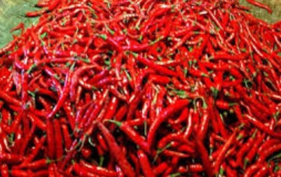 Cabai di Bengkalis Akhirnya Terjun Bebas, Rp70.000-Rp40.000/kg